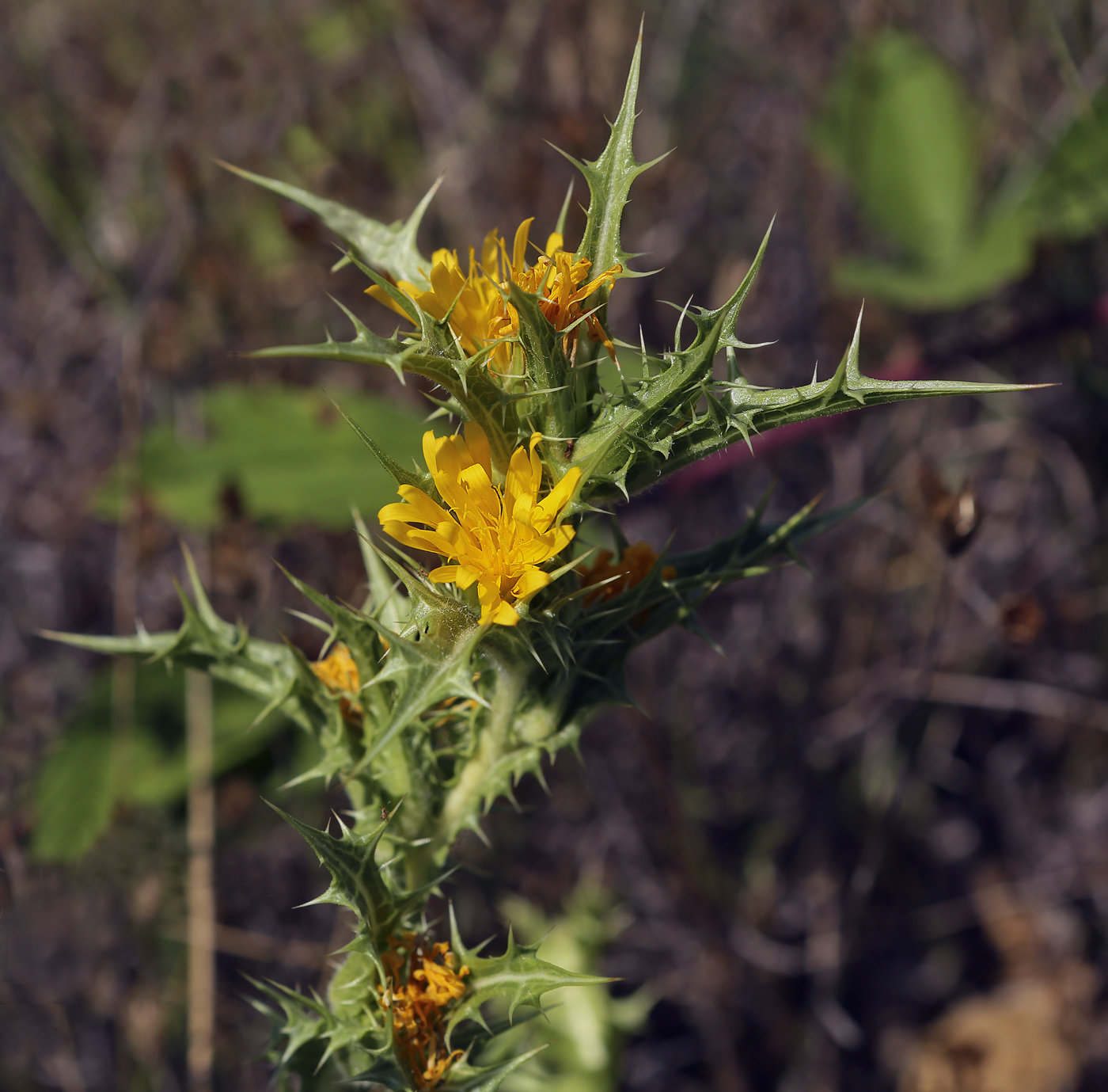 Image of Scolymus hispanicus specimen.