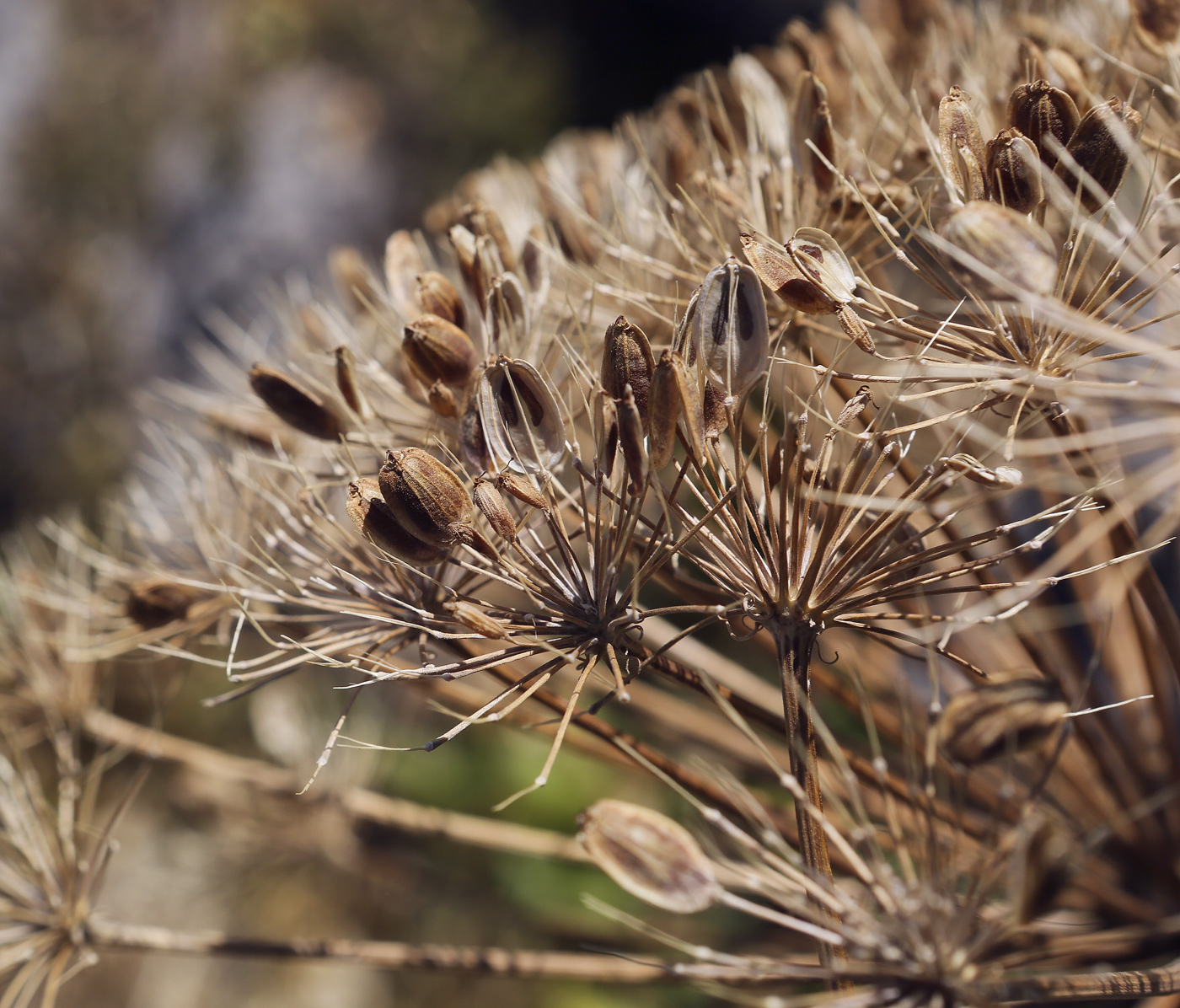 Image of Heracleum stevenii specimen.