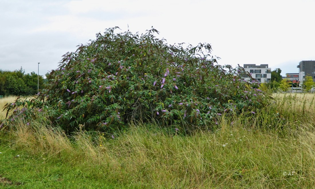 Image of Buddleja davidii specimen.