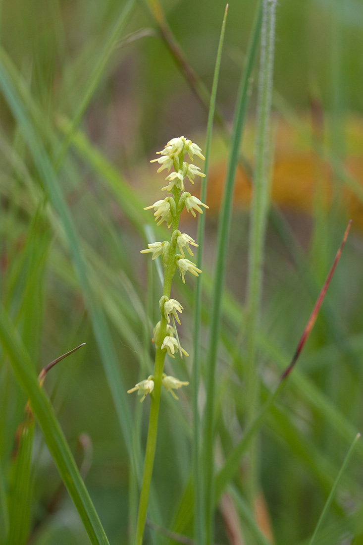 Изображение особи Herminium monorchis.