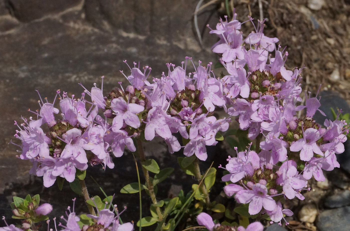 Изображение особи Thymus serpyllum.