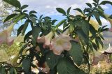 род Brugmansia. Часть ветви с цветками. Китай, Юньнань, окраина пос. Шаси (Shaxi 沙溪). 25 октября 2016 г.
