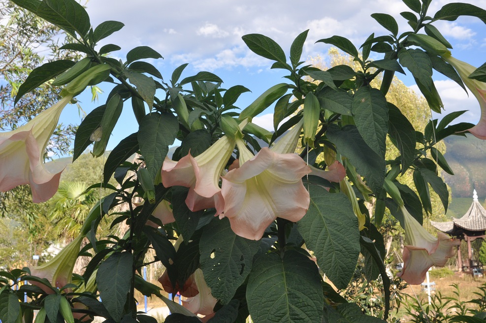 Изображение особи род Brugmansia.