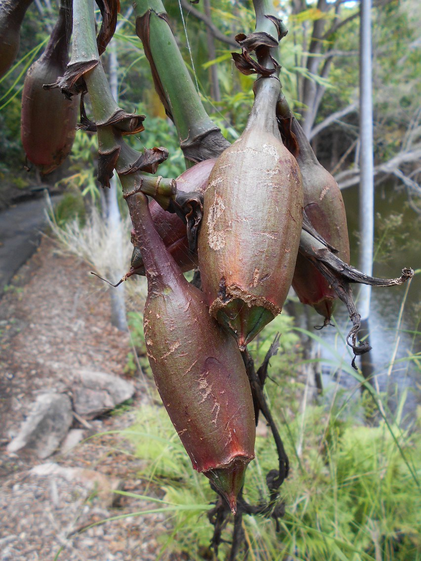 Image of Doryanthes palmeri specimen.