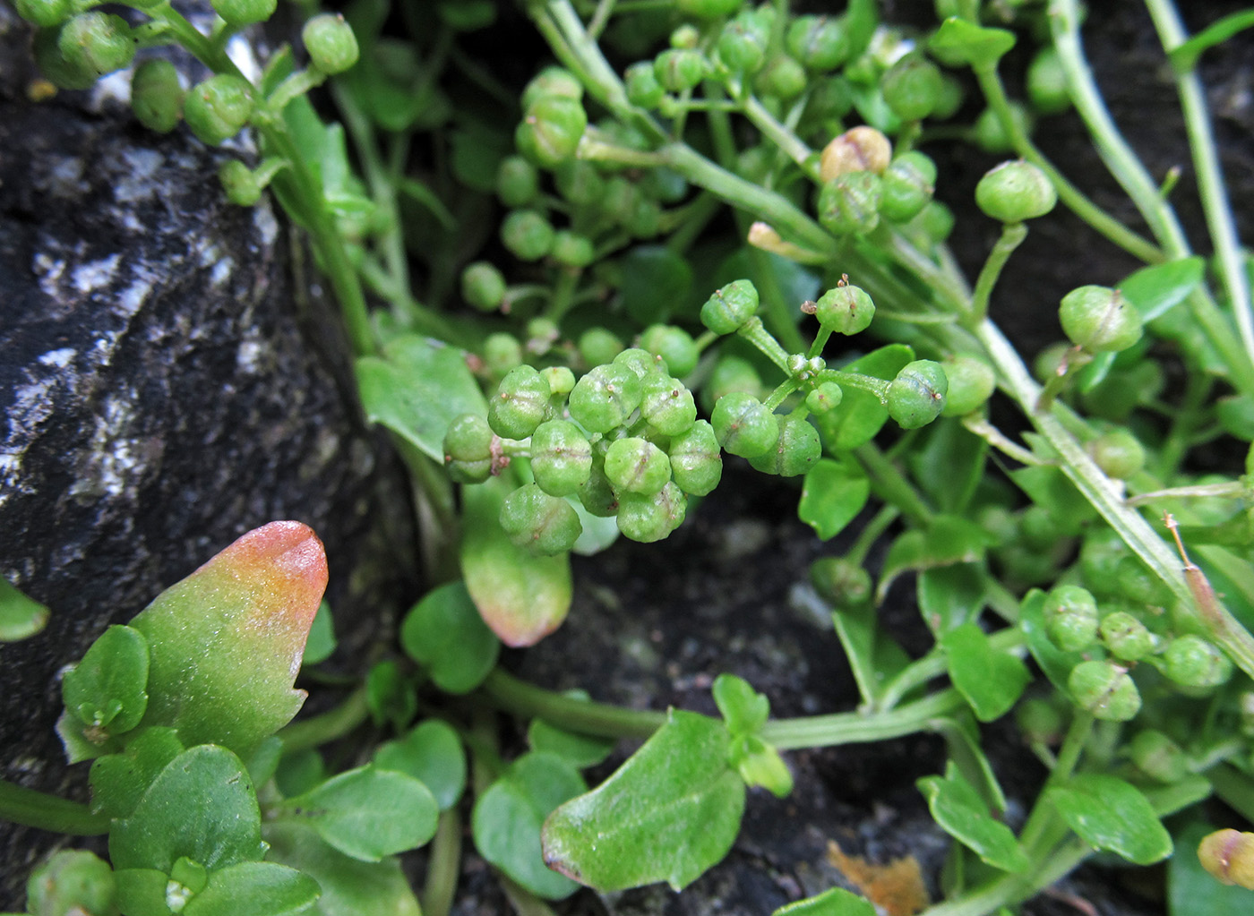 Image of Cochlearia officinalis specimen.