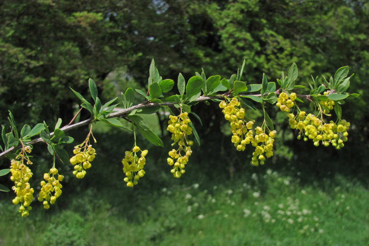 Image of Berberis orientalis specimen.