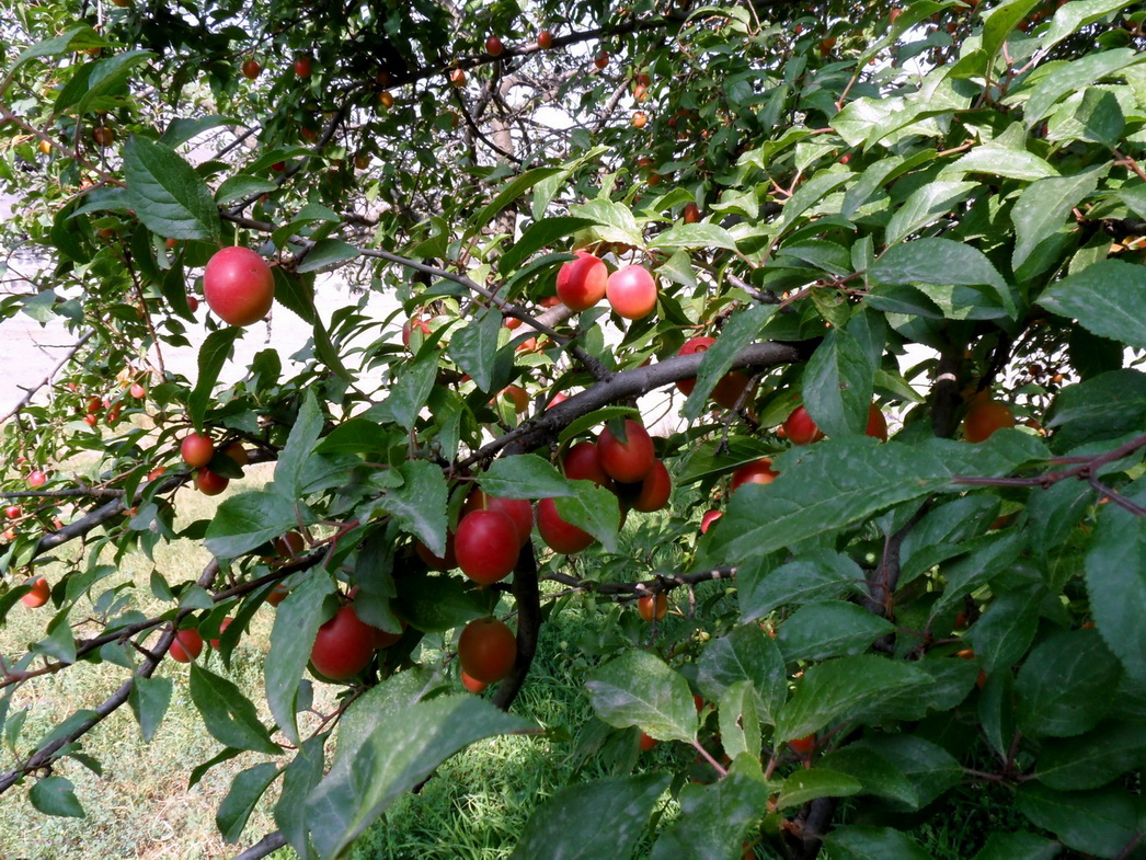 Изображение особи Prunus cerasifera.