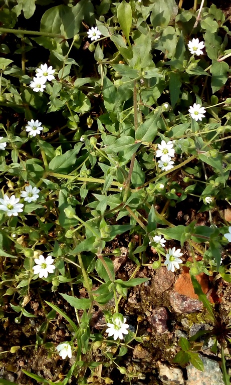 Image of Myosoton aquaticum specimen.