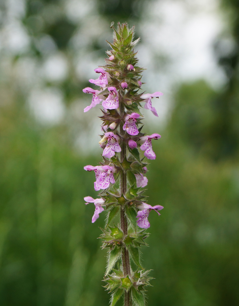 Изображение особи Stachys palustris.