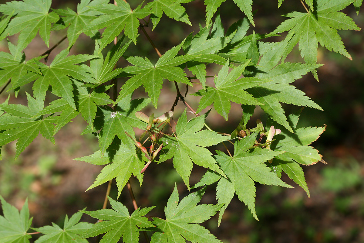 Image of Acer palmatum specimen.