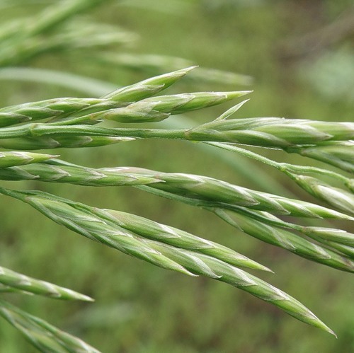 Изображение особи Festuca regeliana.