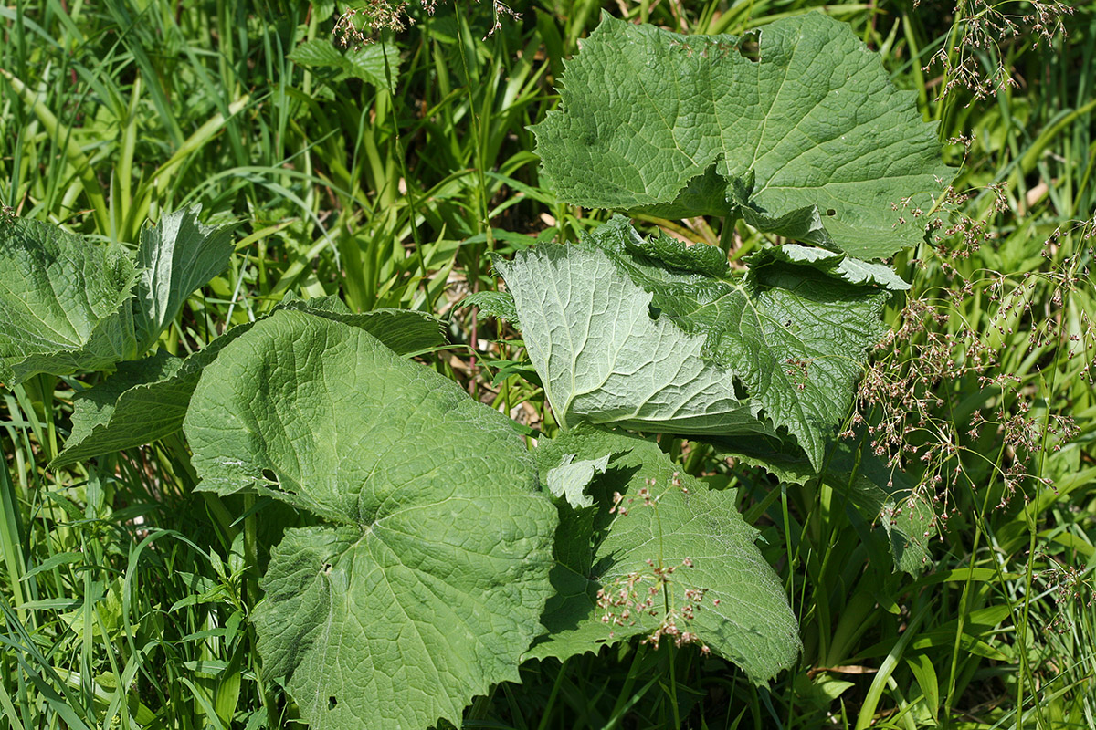 Image of Petasites albus specimen.