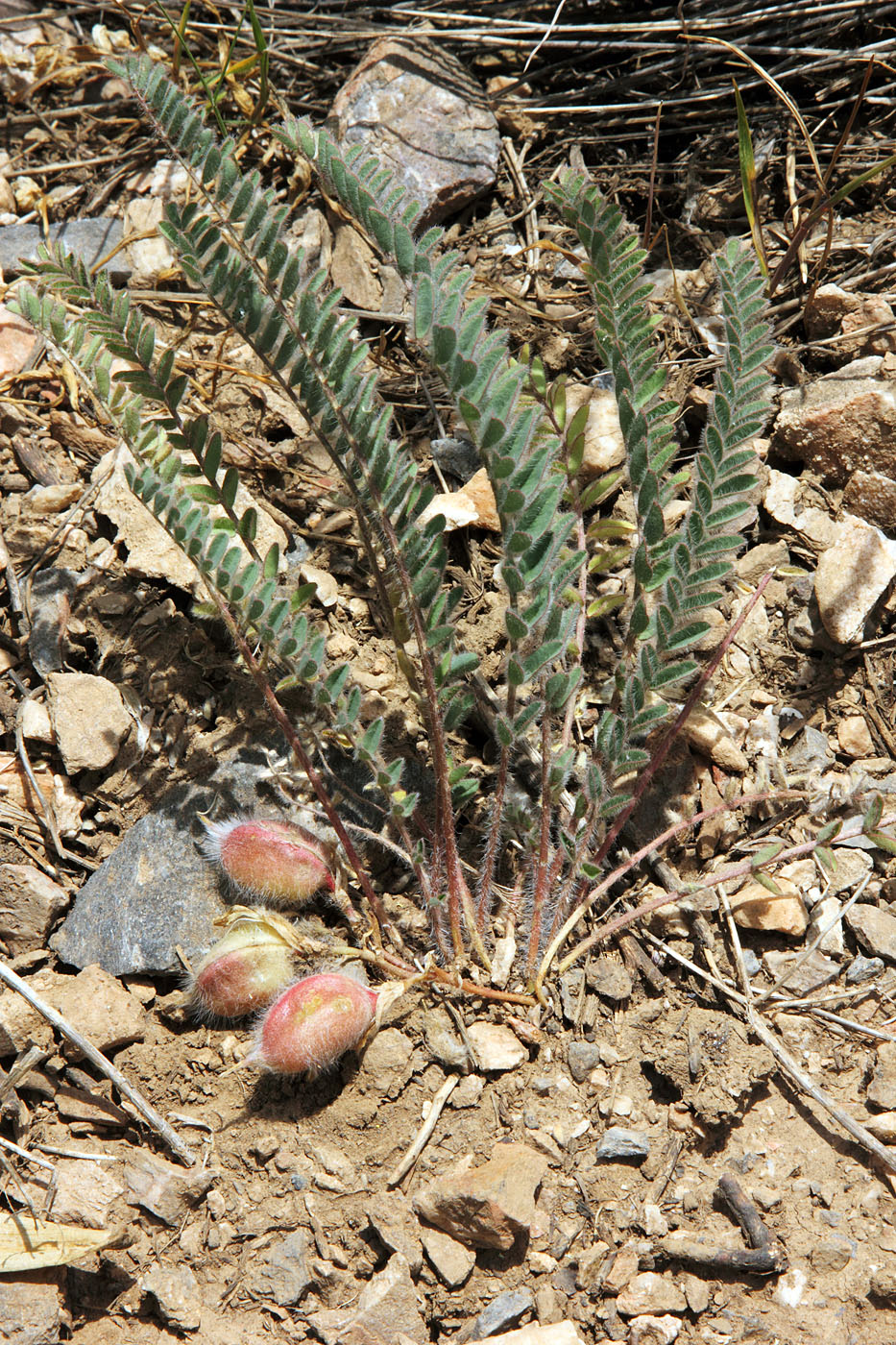 Изображение особи Astragalus syreitschikovii.