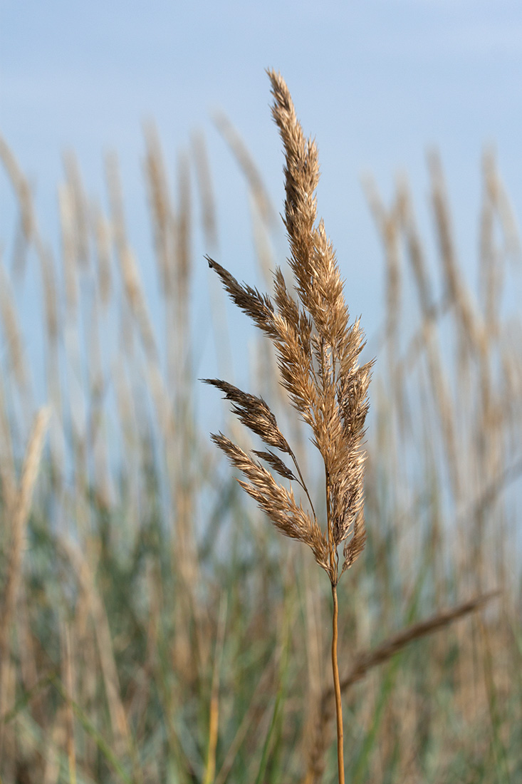 Изображение особи Calamagrostis meinshausenii.