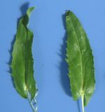Cardaria draba. Гладкие листья растений, сорванных на железнодорожной насыпи. Украина, Одесская обл., Овидиопольский р-н, окр. пгт Большая Долина. 14.05.2010.