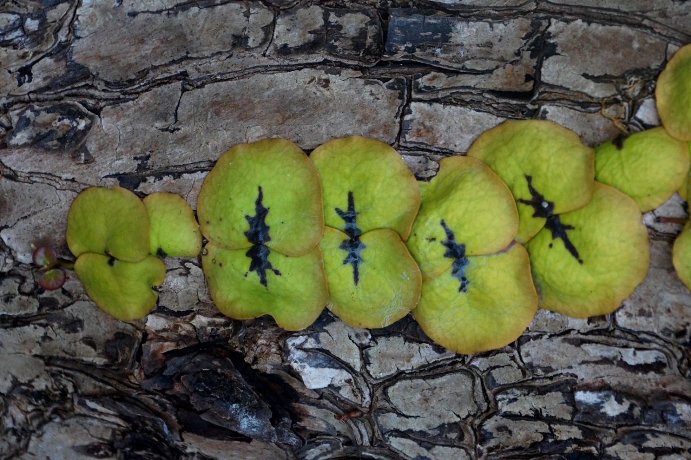 Image of genus Dischidia specimen.