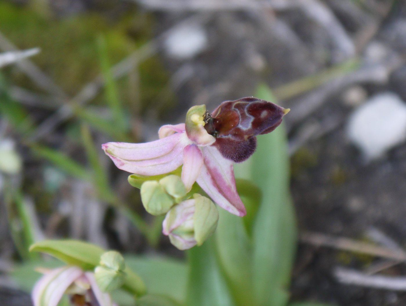 Image of Ophrys argolica ssp. elegans specimen.