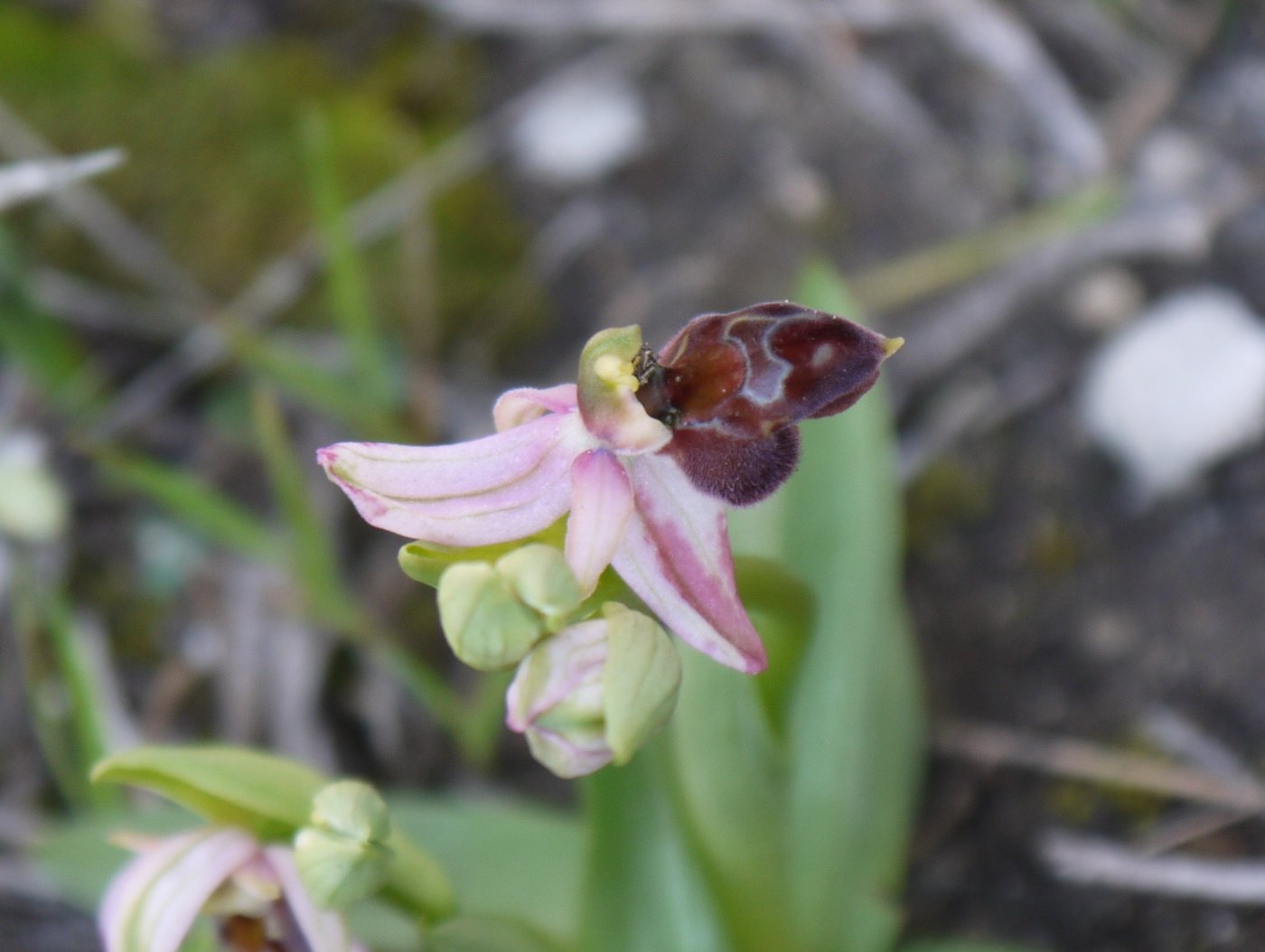 Изображение особи Ophrys argolica ssp. elegans.