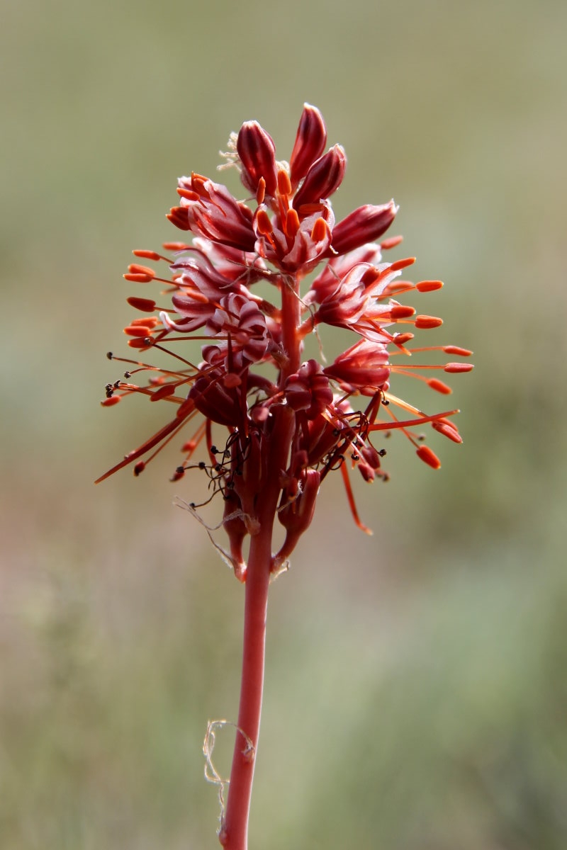 Изображение особи Eremurus cristatus.