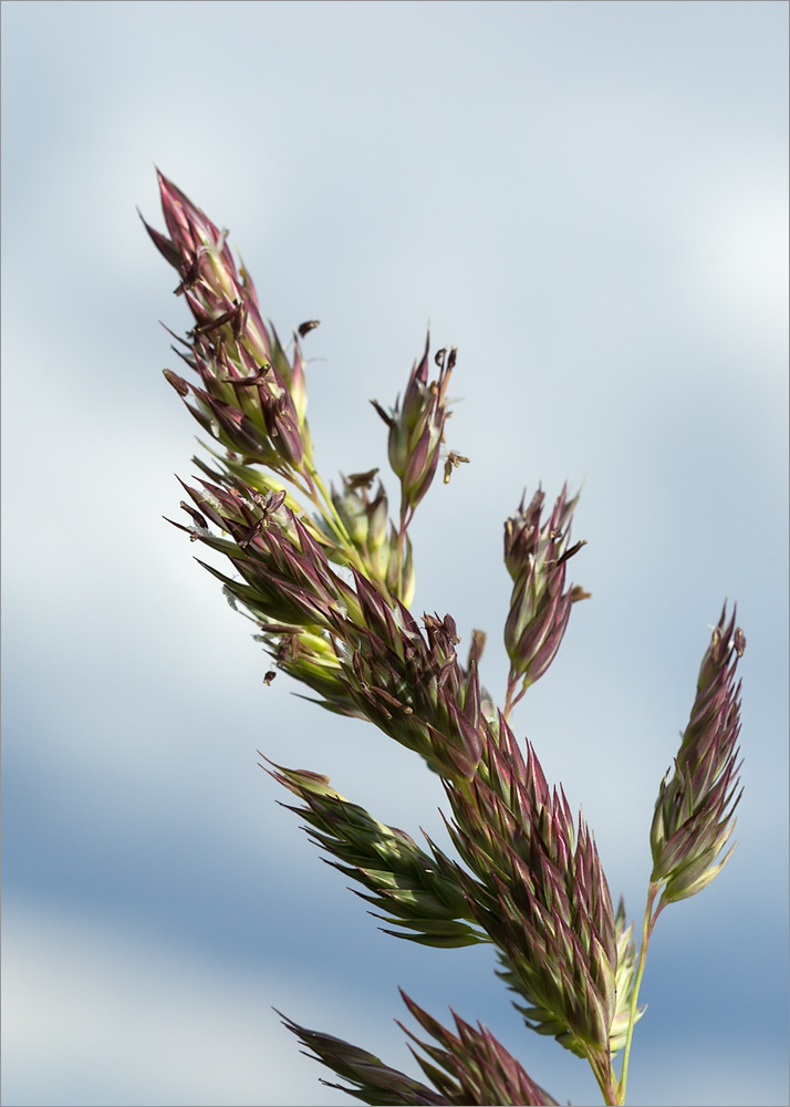 Image of Phalaroides arundinacea specimen.