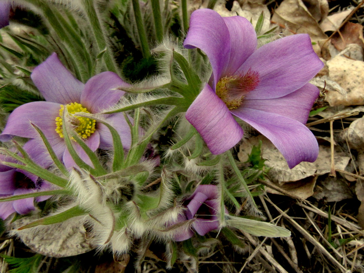 Image of Pulsatilla turczaninovii specimen.