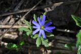Anemone caucasica. Цветок. Республика Адыгея, левый берег р. Курджипс чуть выше Каскадного водопада на левом притоке и в 500 м выше по течению относительно Овечей пещеры. 01.05.2018.