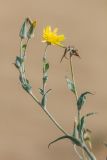 Tragopogon