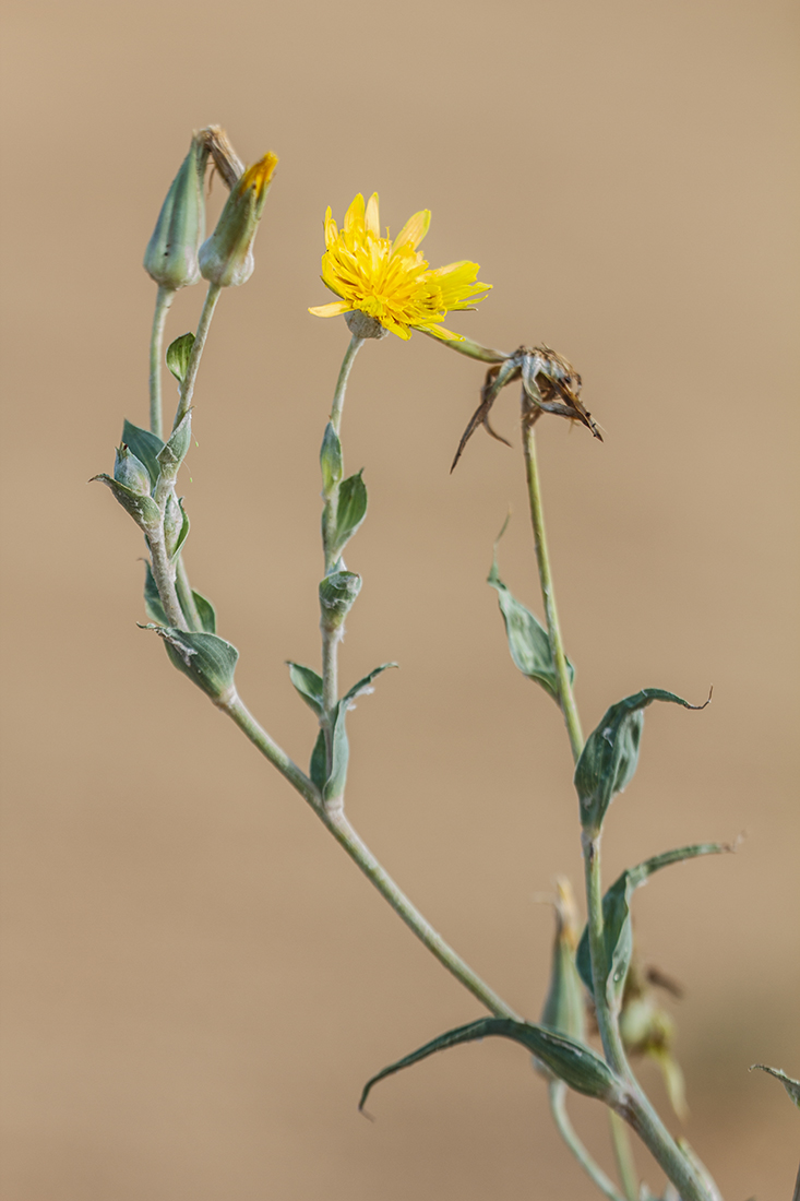 Изображение особи род Tragopogon.