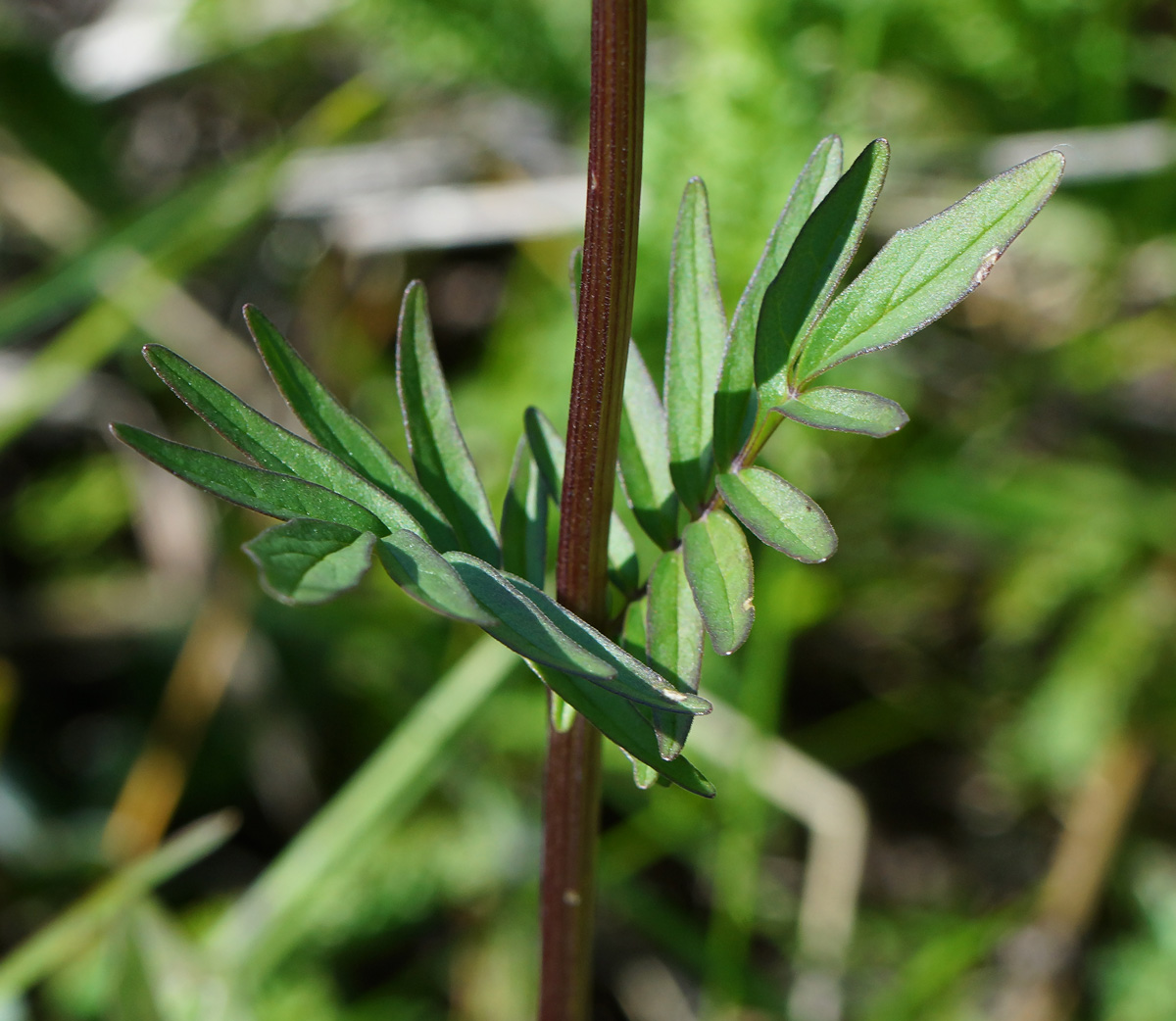 Image of Valeriana dubia specimen.