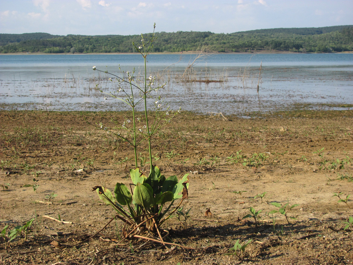 Image of Alisma plantago-aquatica specimen.