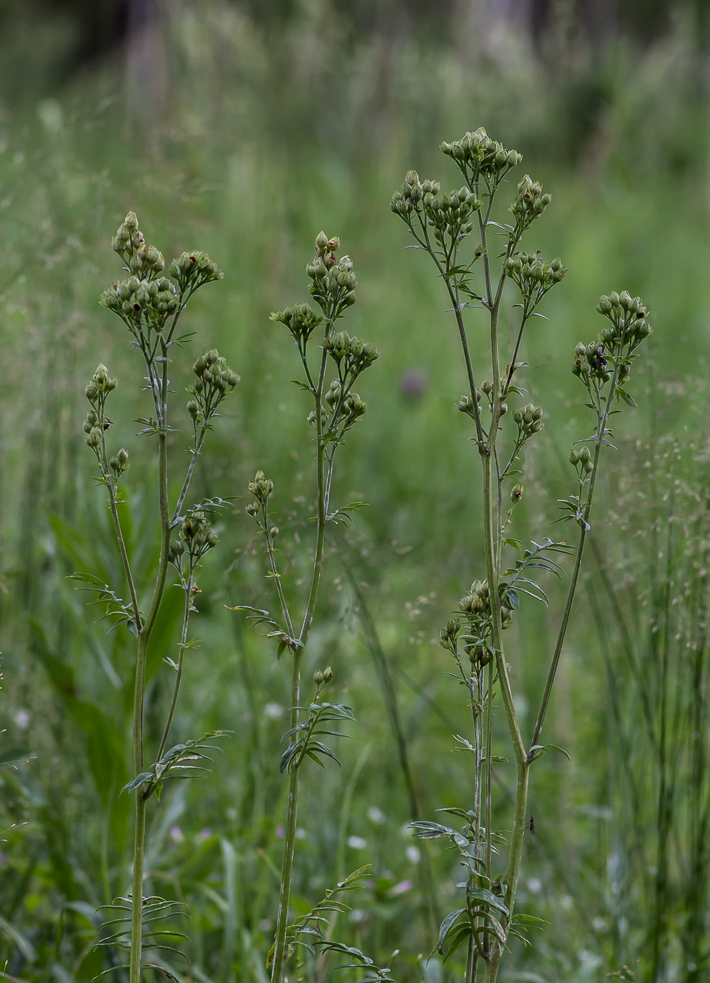 Image of Polemonium caeruleum specimen.