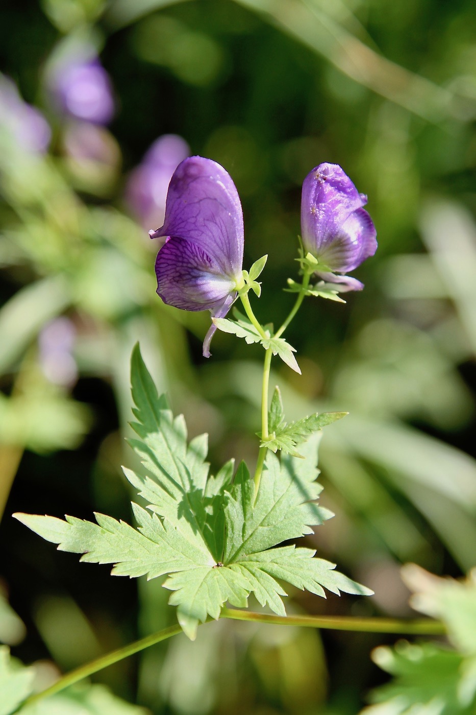 Изображение особи Aconitum raddeanum.