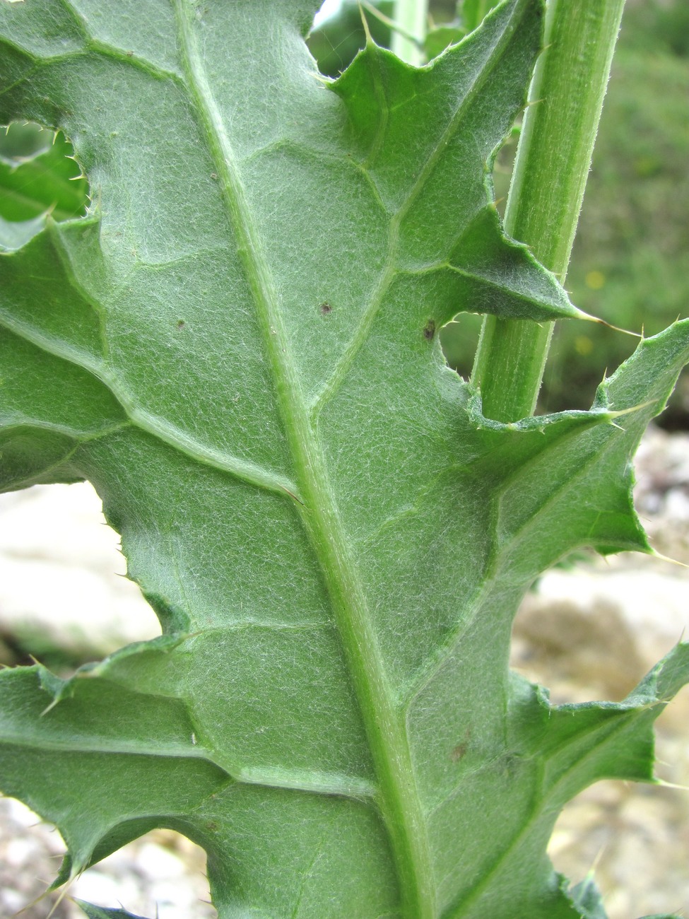 Image of Cirsium uliginosum specimen.