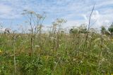 Angelica sylvestris