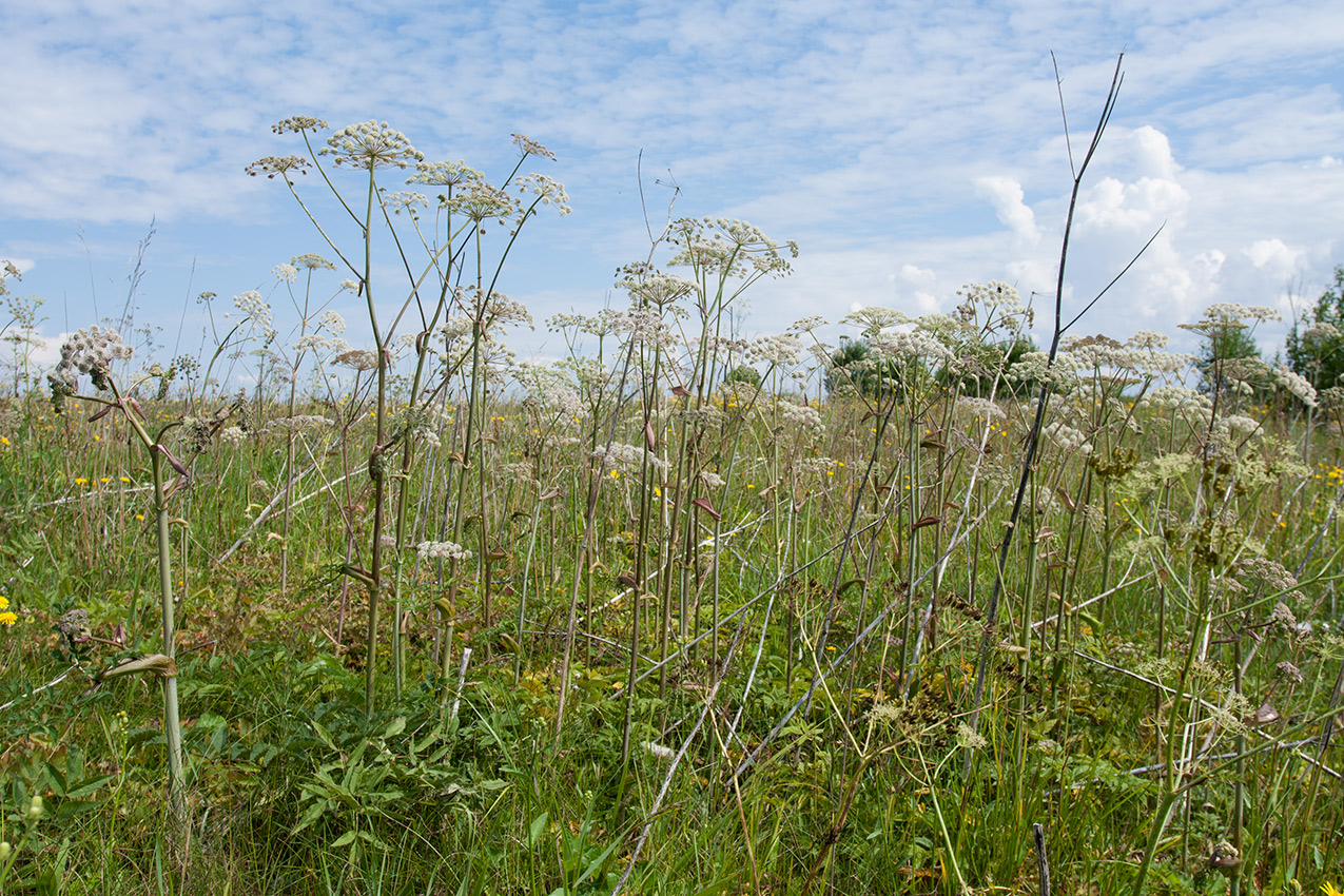 Image of Angelica sylvestris specimen.
