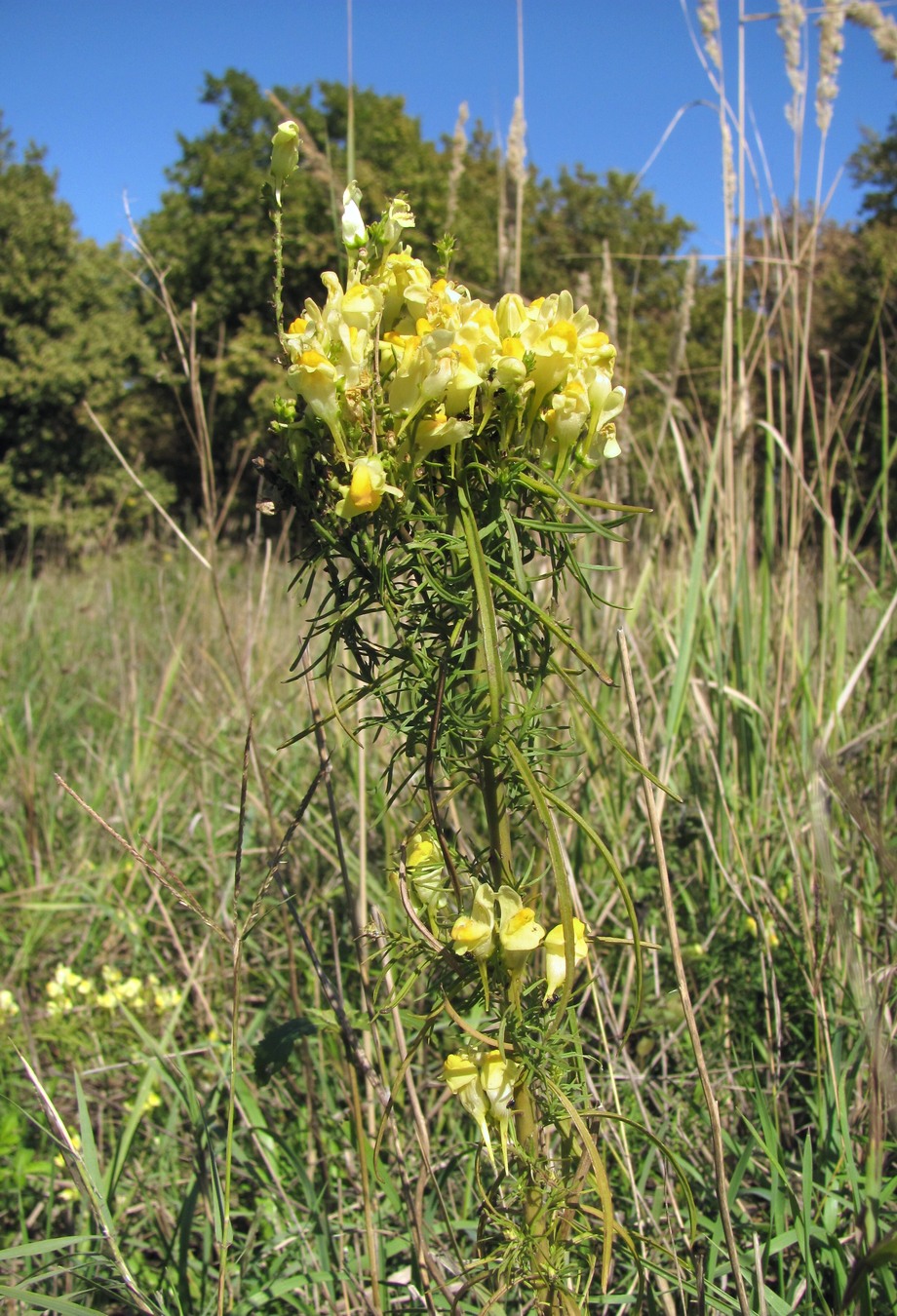 Изображение особи Linaria vulgaris.