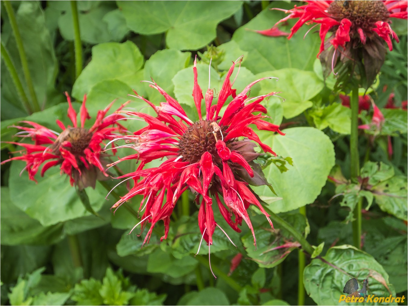 Изображение особи Monarda didyma.