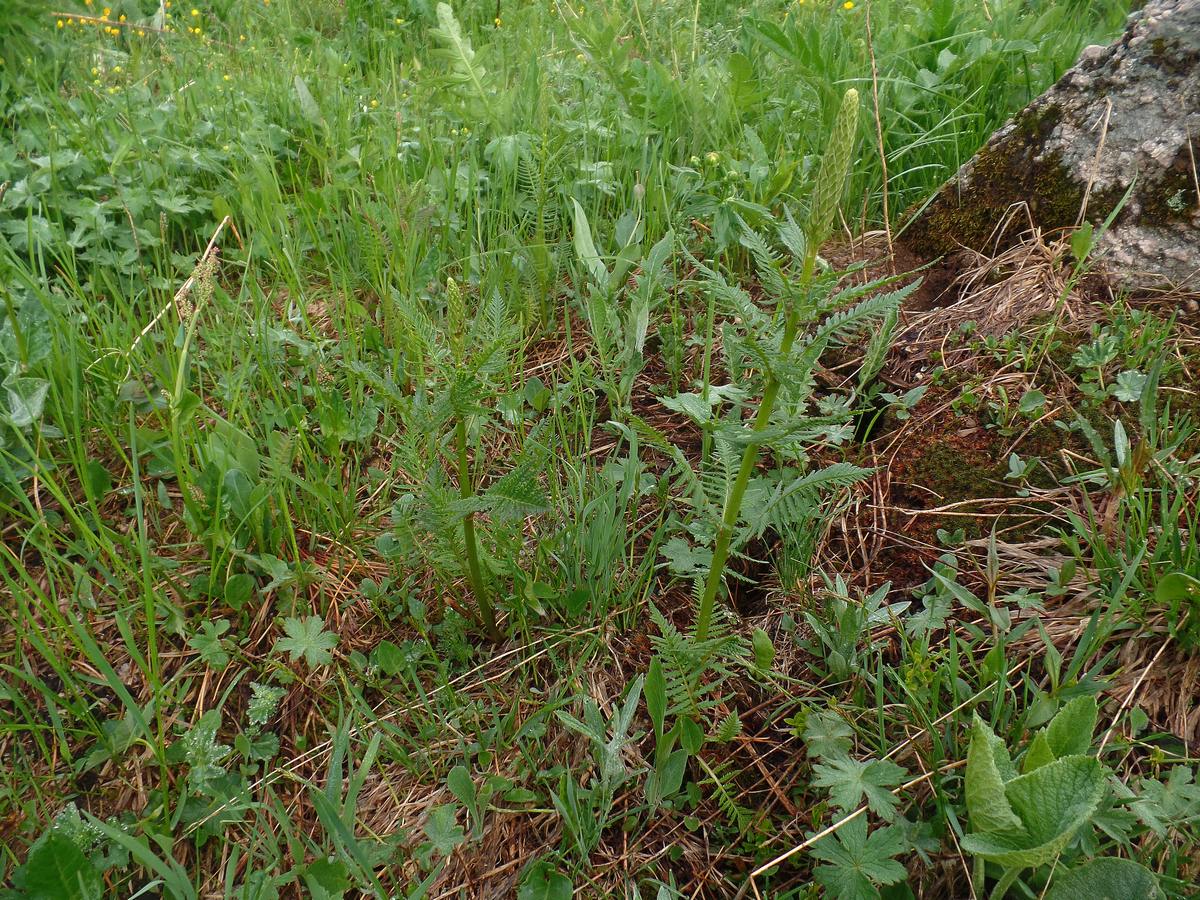 Image of genus Pedicularis specimen.