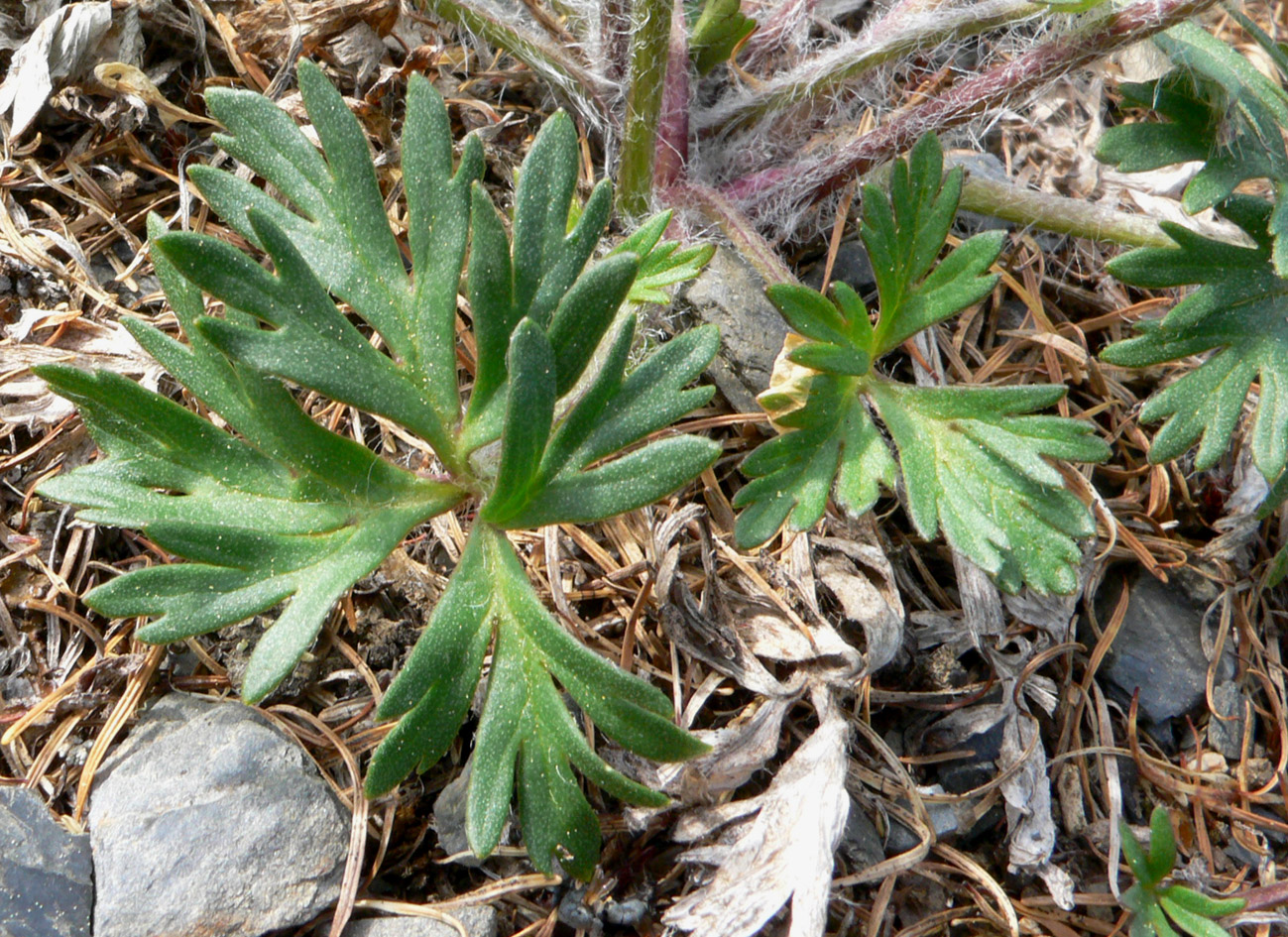 Image of Anemonastrum sibiricum specimen.