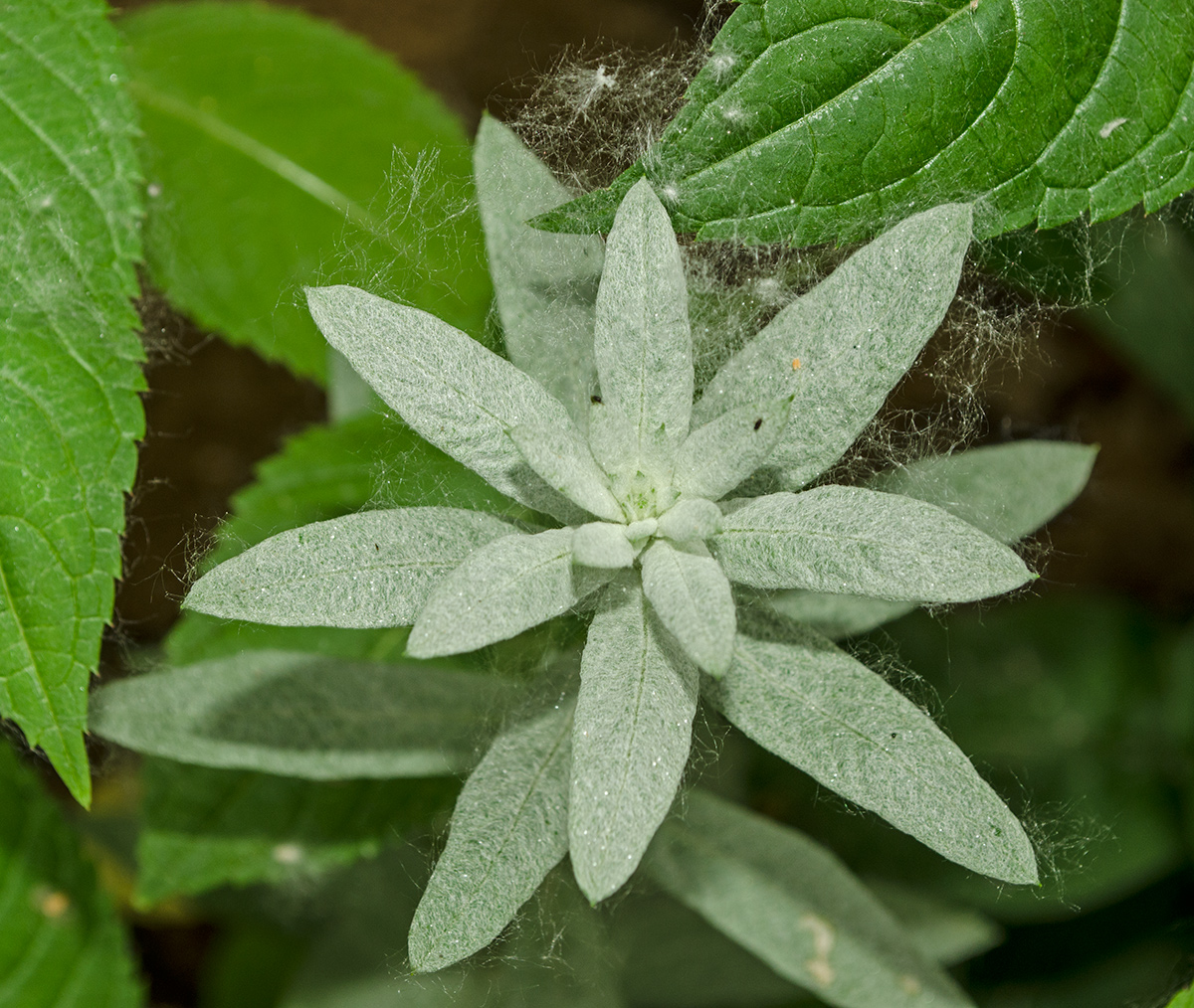 Image of Artemisia ludoviciana specimen.