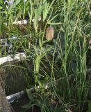 Fritillaria graeca ssp. thessala