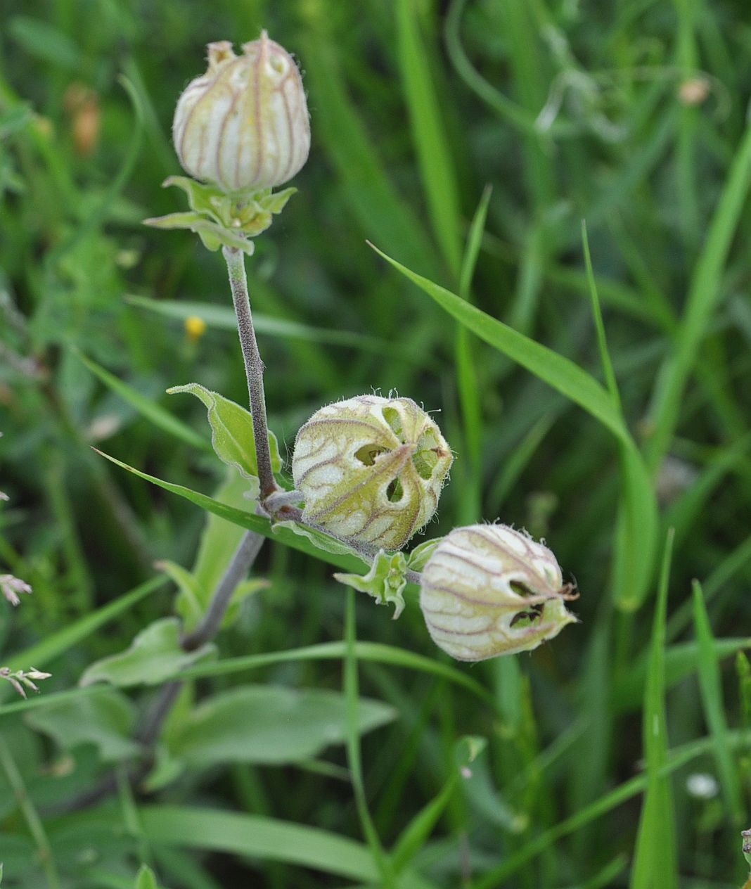 Изображение особи Melandrium latifolium.