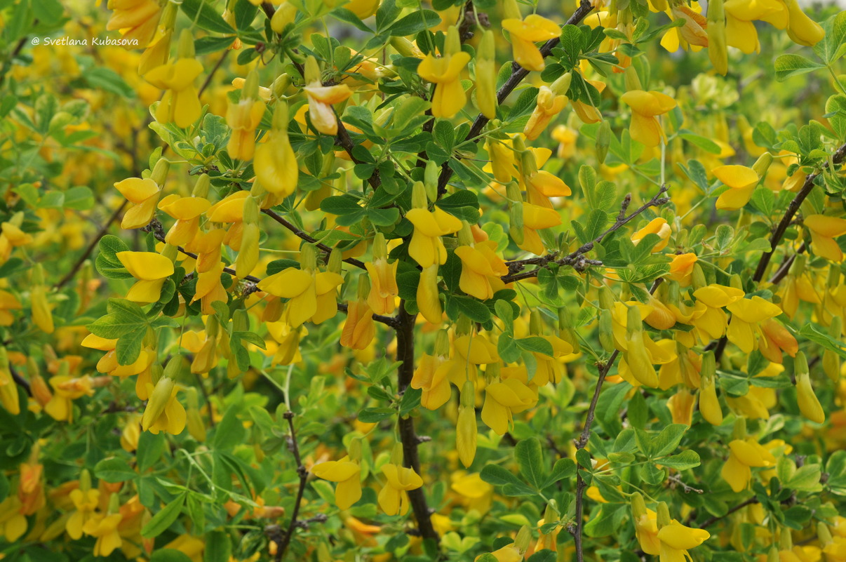 Image of Caragana frutex specimen.