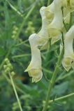 Aconitum lamarckii