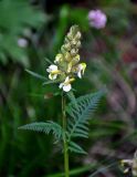 Pedicularis compacta. Верхушка цветущего растения. Красноярский край, Ермаковский р-н, природный парк \"Ергаки\", долина р. Тушканчик, ≈ 1200 м н.у.м., опушка хвойного леса. 13.07.2018.