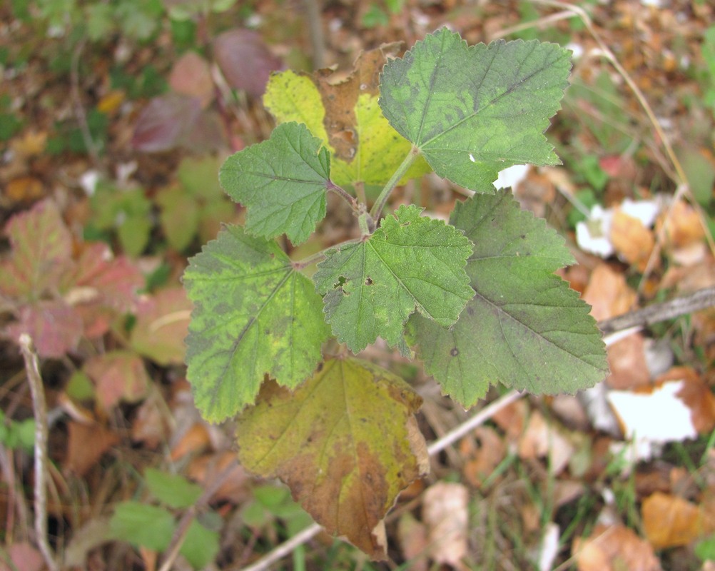 Изображение особи Althaea armeniaca.