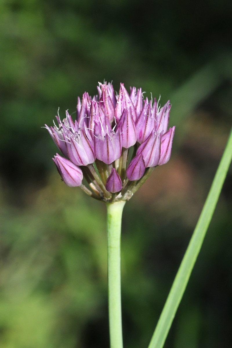 Изображение особи Allium ampeloprasum.