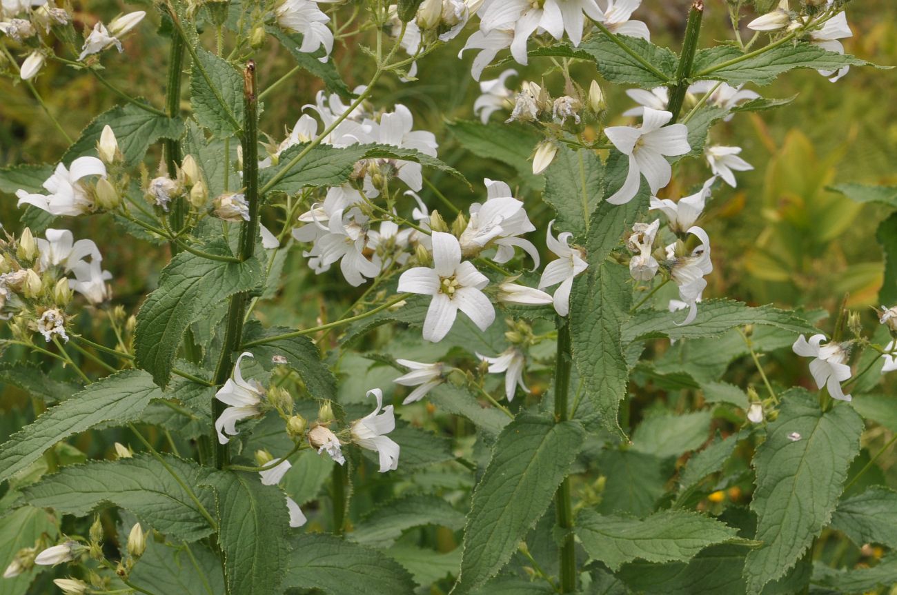 Изображение особи Gadellia lactiflora.