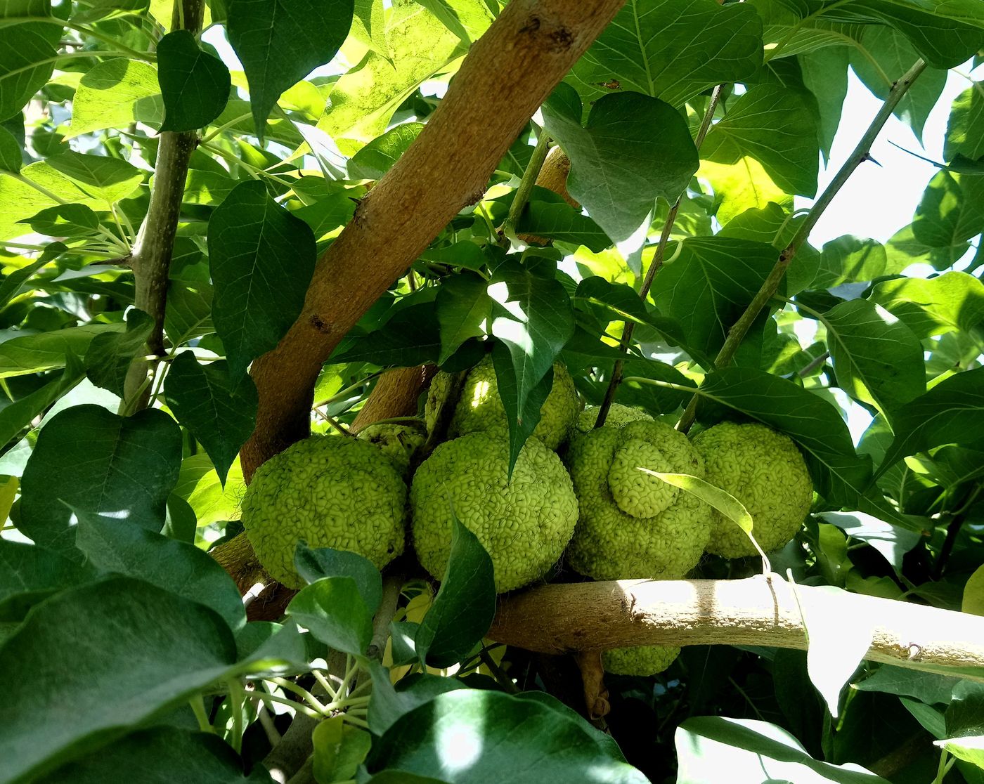 Изображение особи Maclura pomifera.