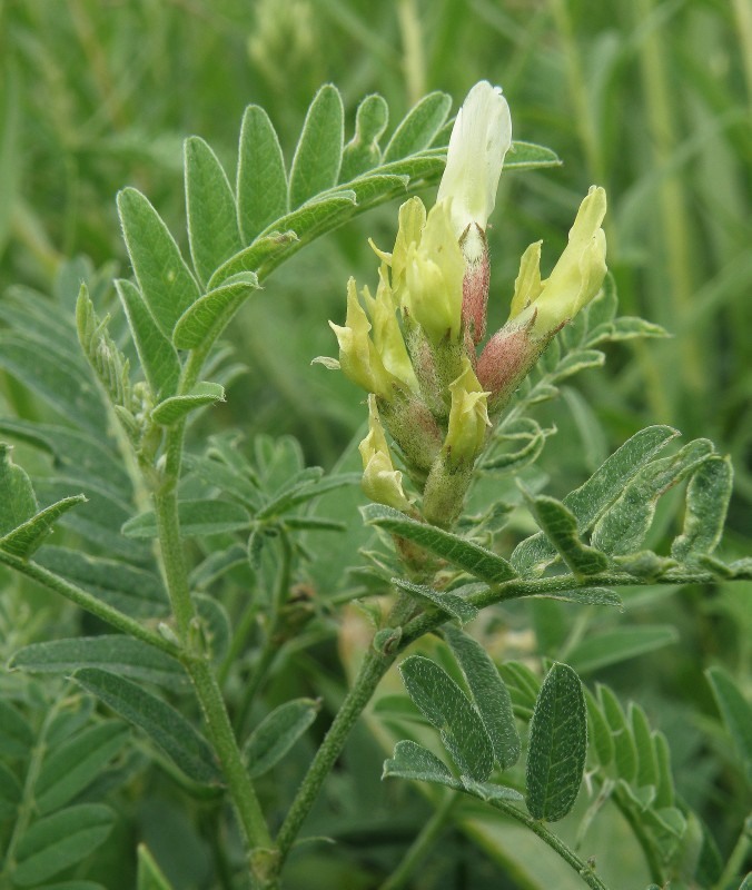 Изображение особи Astragalus cicer.